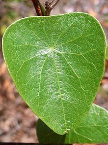 Stephania japonica httpsuploadwikimediaorgwikipediacommonsthu