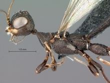 Stephanidae Stephanidae