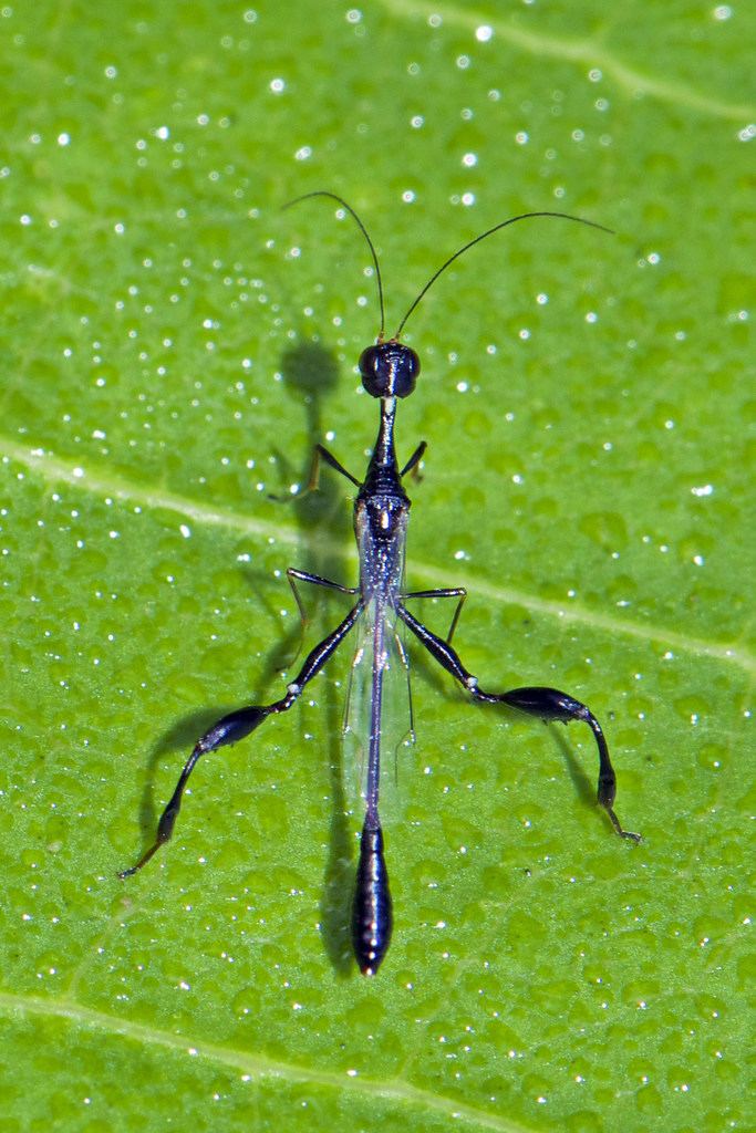 Stephanidae Makunda Insects3301 Stephanidae Location Makunda Chris Flickr