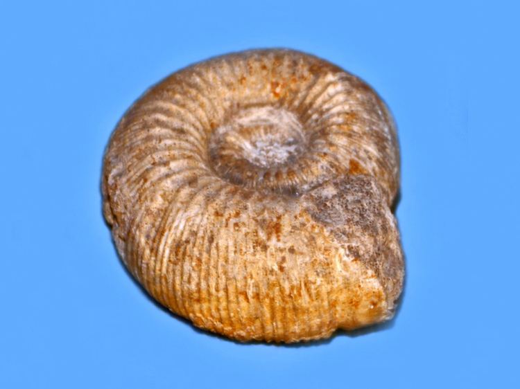 Stephanoceratoidea