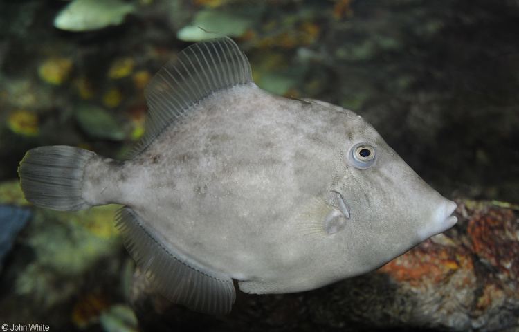 Stephanolepis CalPhotos Stephanolepis hispidus Planehead Filefish