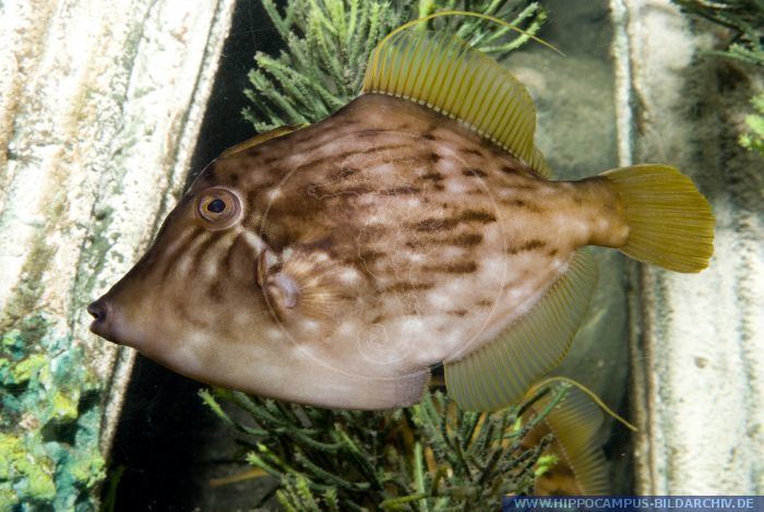 Stephanolepis Stephanolepis hispidus alias Planehead filefish Hippocampus