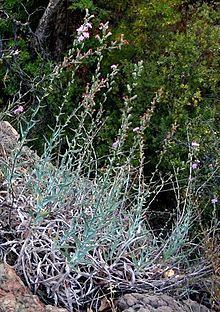 Stephanomeria cichoriacea httpsuploadwikimediaorgwikipediacommonsthu