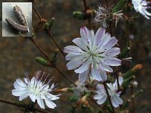 Stephanomeria diegensis httpsuploadwikimediaorgwikipediacommonsthu