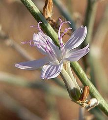 Stephanomeria pauciflora httpsuploadwikimediaorgwikipediacommonsthu