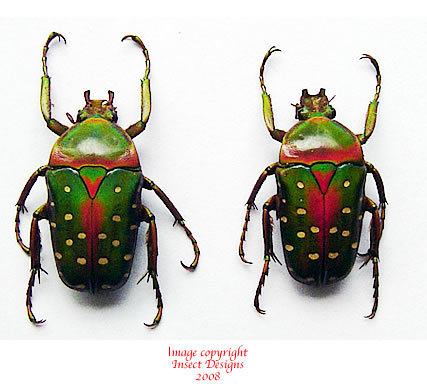 Stephanorrhina Insect Designs Beetles Cetonidae Stephanorrhina guttata