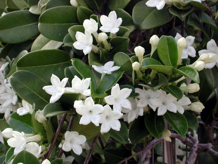 Stephanotis Stephanotis By Any Other Name is Marsdenia Hawaii Horticulture