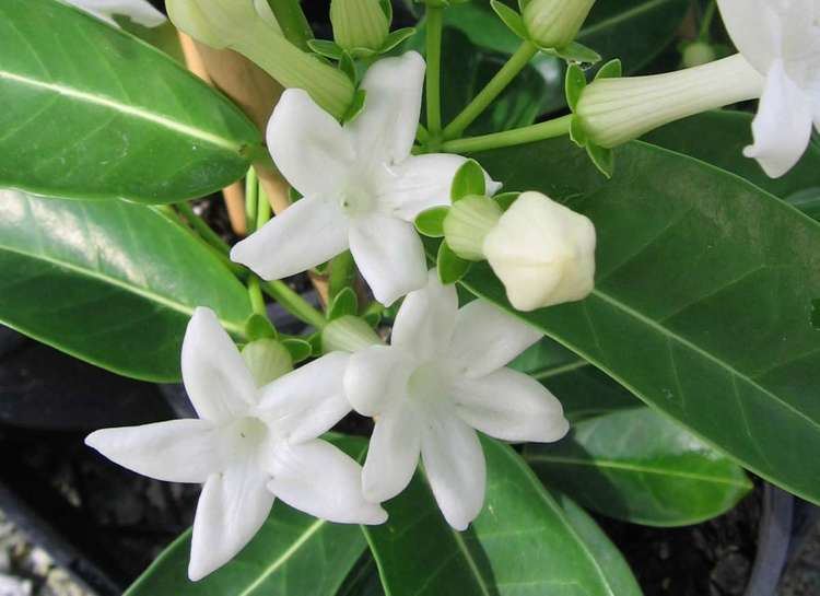 Stephanotis floribunda Stephanotis floribunda Warners Nurseries