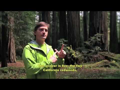 Stephen C. Sillett Steve Sillett PhD SequoiaRedwood Canopy Research Humboldt State