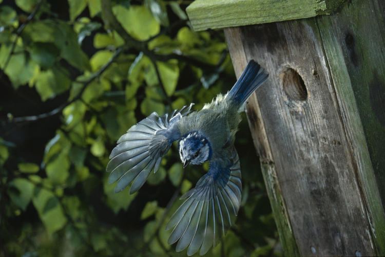 Stephen Dalton (photographer) 1001Places Stephen Dalton39s StopMotion Flying Wildlife