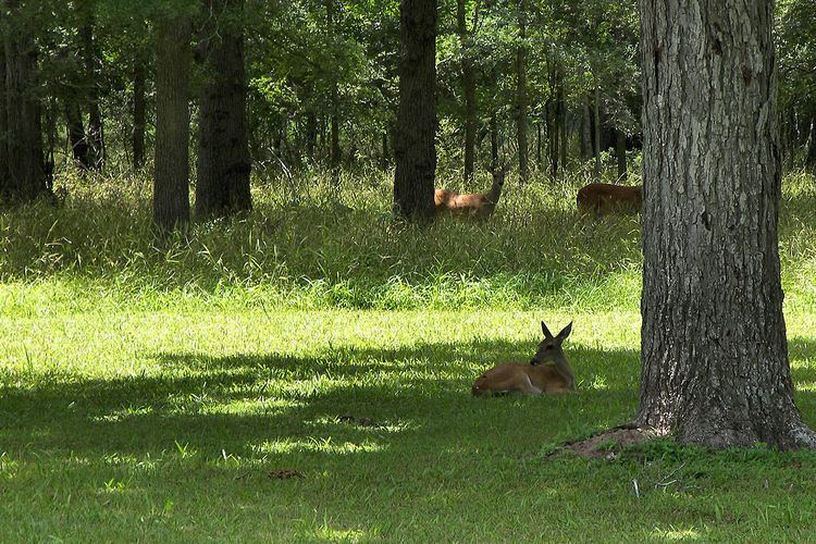 Stephen F. Austin State Park