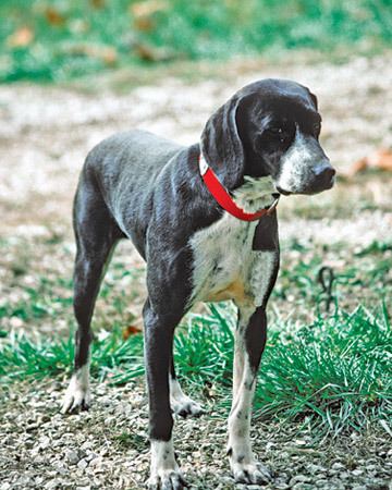 Stephens Cur Stephens39 Cur Stephens39 Stock Mountain Cur Info Puppies Pictures