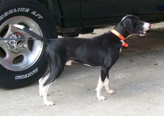 Stephens Cur Stephens39 Cur Stephens39 Stock Mountain Cur Info Puppies Pictures