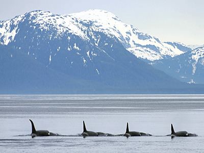 Stephens Passage Alaska Cruise From Seattle Small Ship Cruises