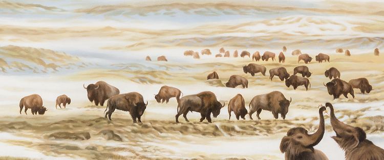 Steppe bison Steppe Bison Yukon Beringia Interpretive Centre