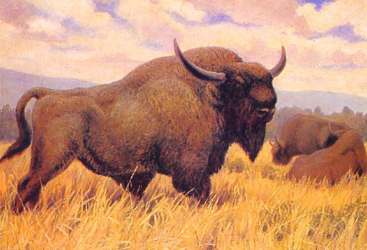 Steppe bison 9300YearOld Frozen Steppe Bison Found in Siberia Paleontology