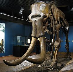 Steppe mammoth httpsuploadwikimediaorgwikipediacommonsthu