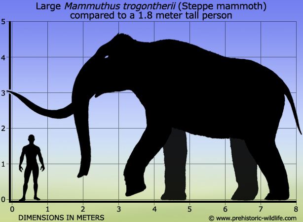 Steppe mammoth Mammuthus trogontherii Steppe mammoth