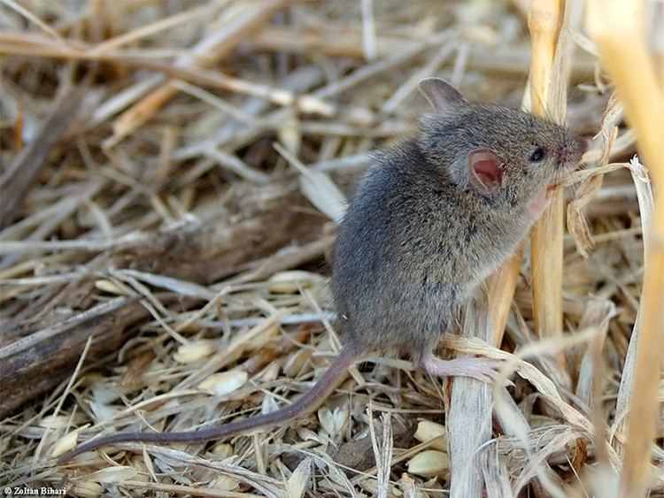 Steppe mouse kleinsaeugeratfilescontentfotoechtemaeuseae