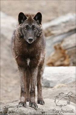 Steppe wolf Canis lupus 101 Images of the Day