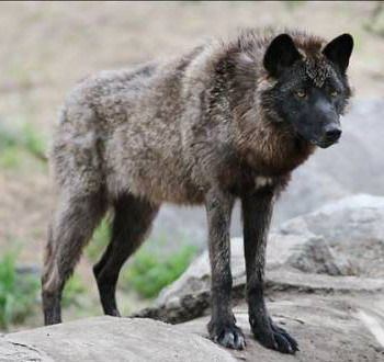 Steppe wolf wolf of the steppes Google Search Animals amp Reptiles Pinterest
