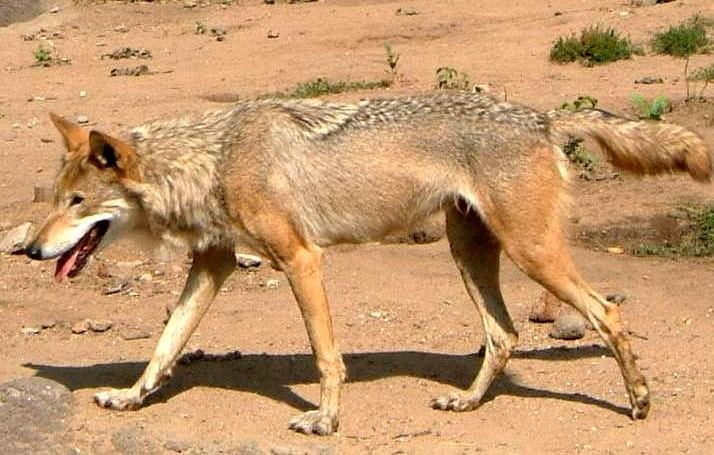 Steppe wolf Steppe Wolf