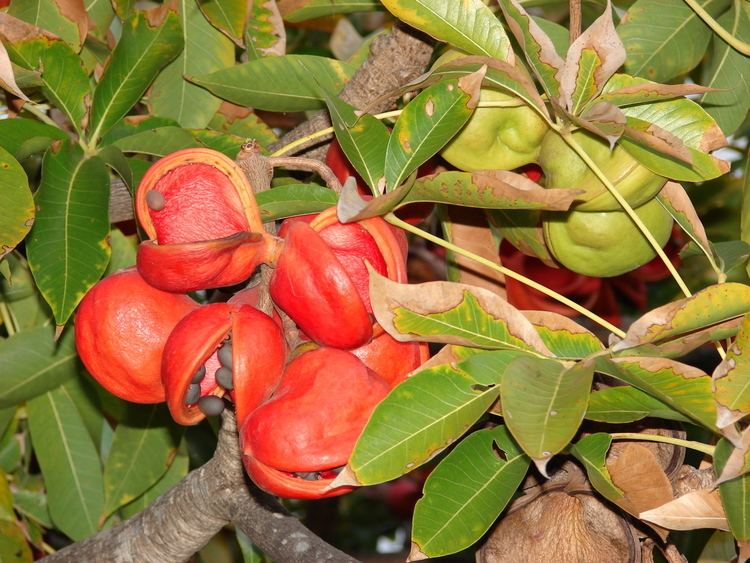 Sterculia Sterculia foetida Wikipedia