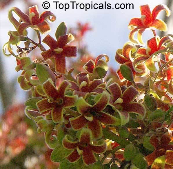 Sterculia Sterculia foetida Wild Indian Almond TopTropicalscom