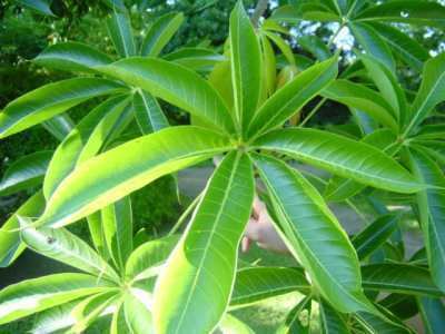 Sterculia Sterculia Wikipedia