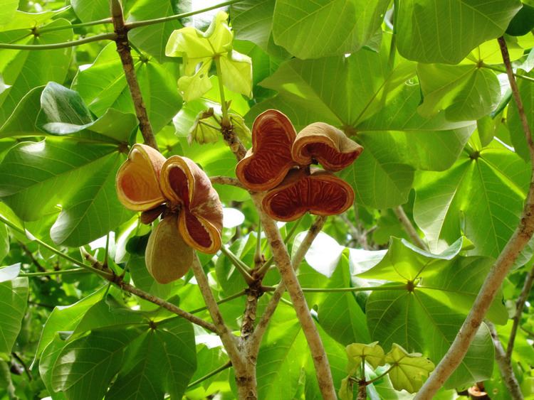 Sterculia apetala Azuero Earth Project Sterculia apetala Azuero Earth Project