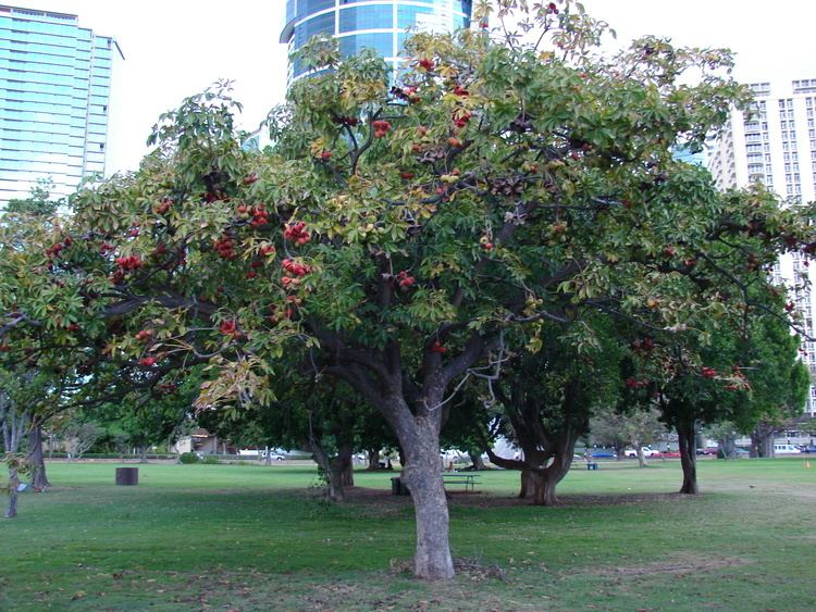 Sterculia Sterculia foetida Useful Tropical Plants