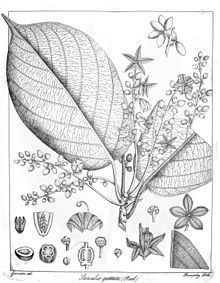 Sterculia guttata httpsuploadwikimediaorgwikipediacommonsthu