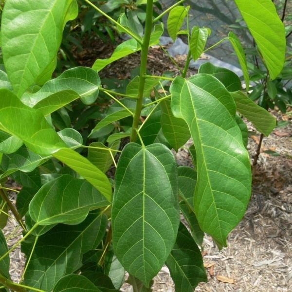 Sterculia quadrifida - Alchetron, The Free Social Encyclopedia