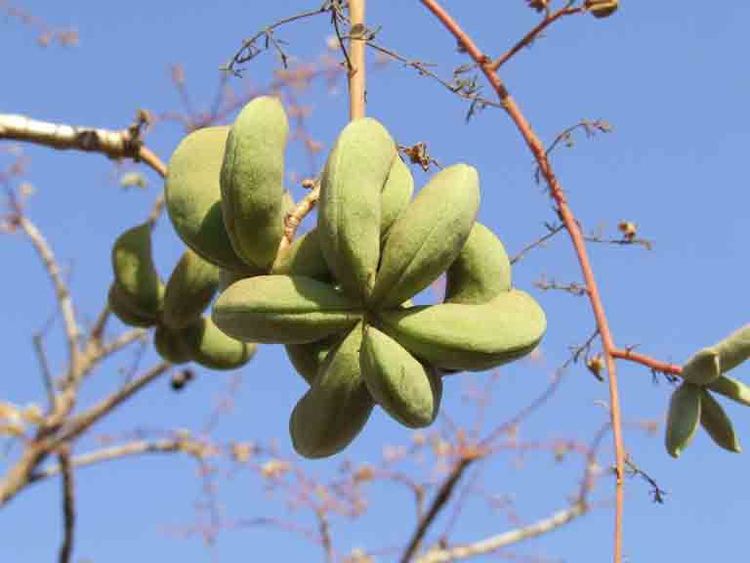 Sterculia villosa Sterculia villosa young podsSardolHairy Sterculia