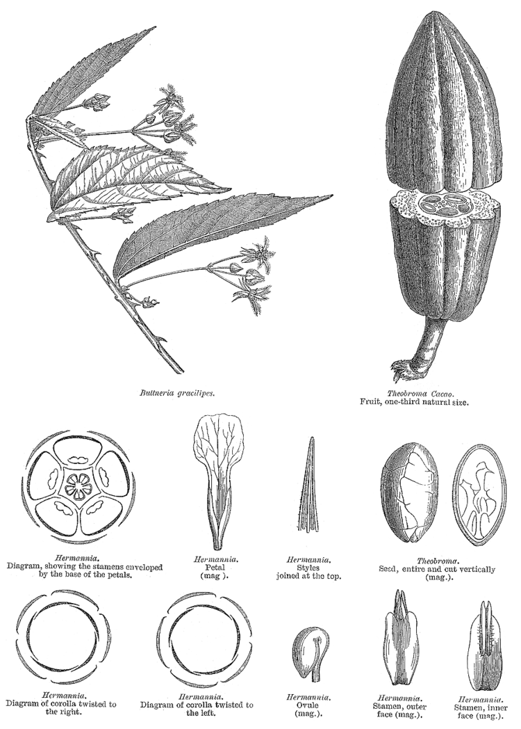 Sterculiaceae Angiosperm families Sterculiaceae Vent