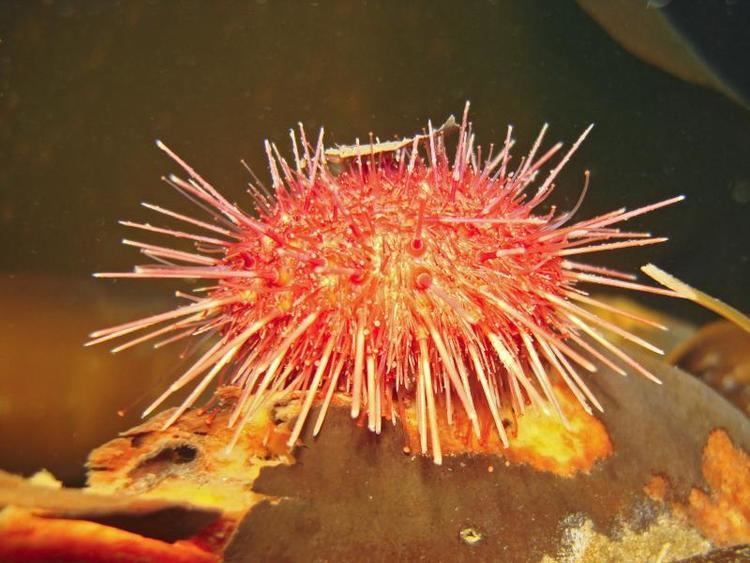 Sterechinus neumayeri Antarctic Underwater Field GuideEchinodermataEchinoidea sea
