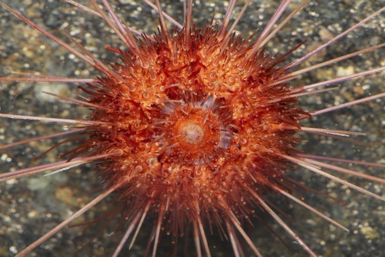 Sterechinus neumayeri Sea urchin science Australian Antarctic Division
