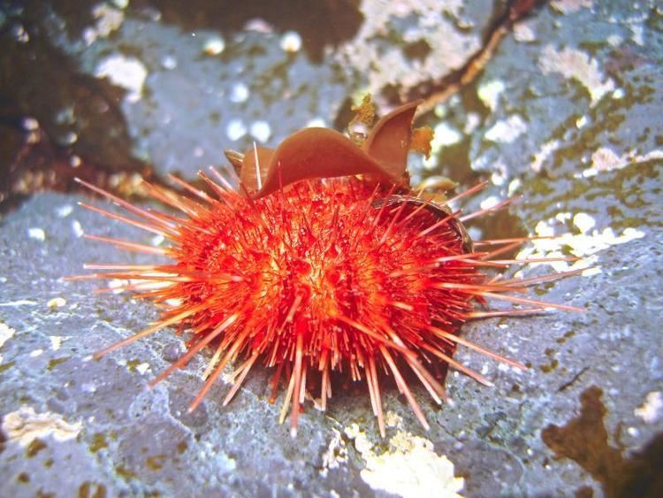 Sterechinus neumayeri Antarctic Underwater Field GuideEchinodermataEchinoidea sea