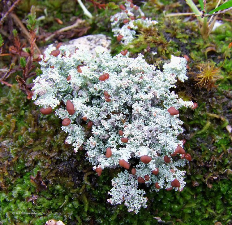 Stereocaulon Stereocaulon dactylophyllum images of British lichens