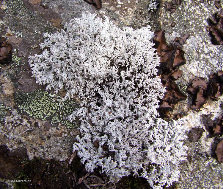 Stereocaulon Stereocaulon evolutum images of British lichens