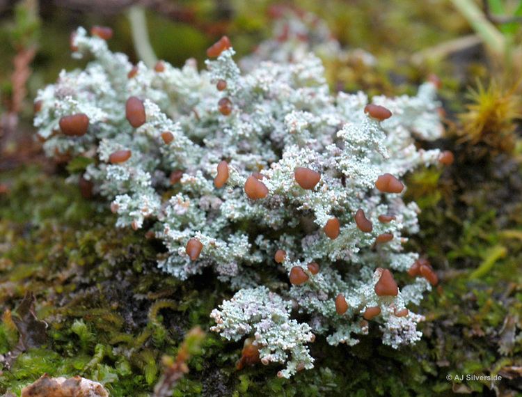 Stereocaulon Stereocaulon dactylophyllum images of British lichens