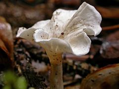 Stereopsis (fungus) httpsuploadwikimediaorgwikipediacommonsthu