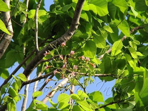 Stereospermum Stereospermum chelonoides Fragrant Padri Tree