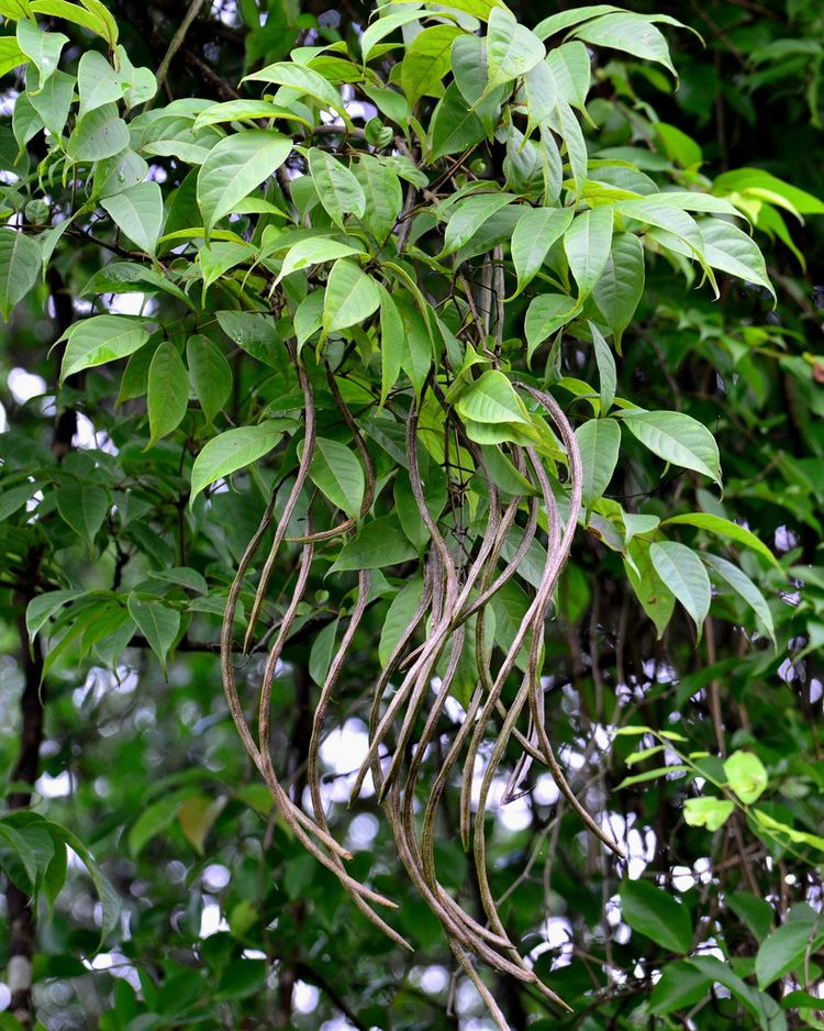 Stereospermum chelonoides Stereospermum chelonoides podsParulBignoniaceaeSGNP201 Flickr