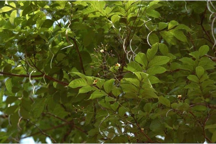 Stereospermum Stereospermum colais BIGNONIACEAE