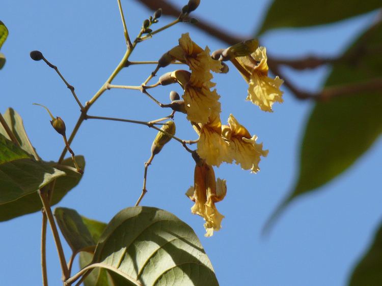 Stereospermum Stereospermum colais Bignoniaceae bignonia jacaranda fam Flickr