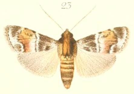 Stericta corticalis