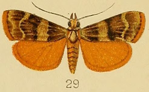 Stericta flammealis