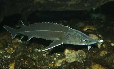 Sterlet Fish Index Sterlet Acipenser ruthenus