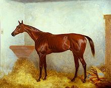 Sterling (horse) httpsuploadwikimediaorgwikipediacommonsthu